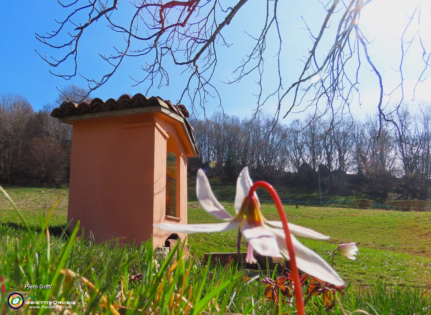 24 Santella della Madonna di Caravaggio in prato con Dens canis-Dente di cane.JPG